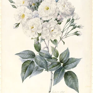Noisette Rose, 1823 (w / c & bodycolour with some gum Arabic