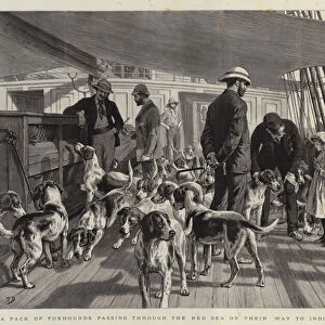 A Pack of Foxhounds passing through the Red Sea on their Way to India, Early Morning Exercise (engraving)