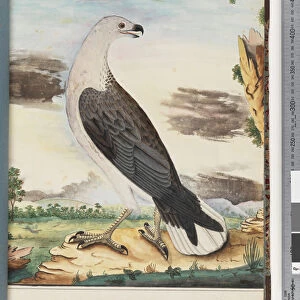 Page 34. White-breasted Sea Eagle Allied to the Axillary Falcon (Watling 102 / 8