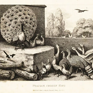 A peacock chosen king of the farm birds. 1811 (etching)