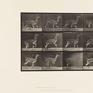 Plate 743. Guanaco; Galloping, 1885 (collotype on paper)