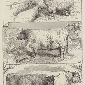 Prize Cattle and Sheep exhibited by the Queen and Prince of Wales at the Smithfield Show (engraving)