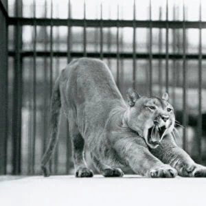 A Puma / Cougar / Mountain Lion yawning and stretching at London Zoo in June 1925