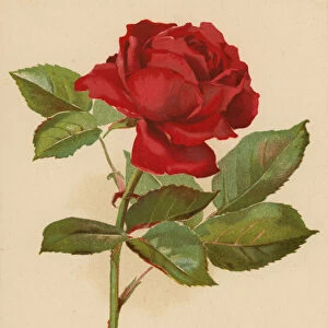 Red Garden Rose (chromolitho)