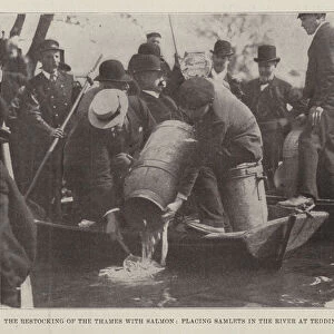 The Restocking of the Thames with Salmon, placing Samlets in the River at Teddington, 23 April (b / w photo)