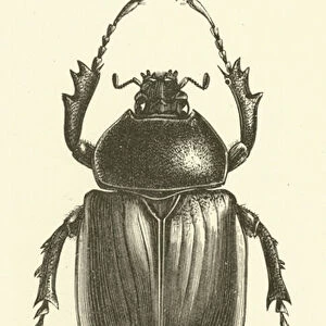 Scaraboeus beetle, female (engraving)