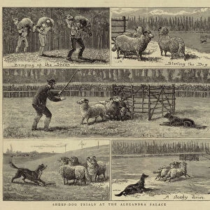 Sheep-Dog Trials at the Alexandra Palace (engraving)