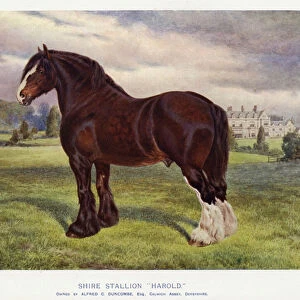 Shire Stallion "Harold"(colour litho)
