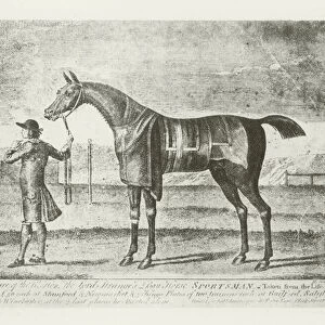 Sportsman, foaled 1747 (b / w photo)