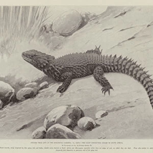 Studies from Life at the Zoological Gardens, the Giant Girdle-Tail Lizard of South Africa (litho)