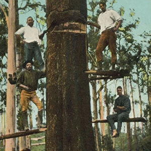 Tree cutters in Gippsland, Victoria, Australia (photo)