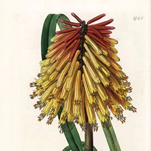 Tritome a long bunch or satans tison - Plate engraved by S. Watts, from an illustration by Sarah Anne Drake (1803-1857), from the Botanical Register of Sydenham Edwards (1768-1819), England, 1835 - Red hot poker flower