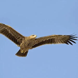 Asian Imperial Eagle in flight, Oman