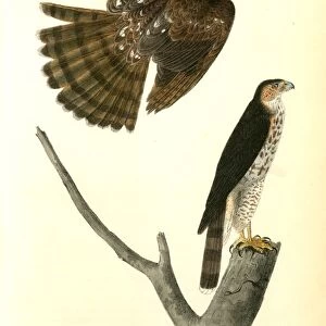 Coopers Hawk. Audubon, John James, 1785-1851