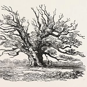The Fairlop Oak in Hainault Forest, Sixty Years Since