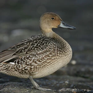 Female Northern Pintail standing, Anas acuta