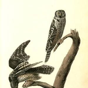 Hawk Owl. Audubon, John James, 1785-1851