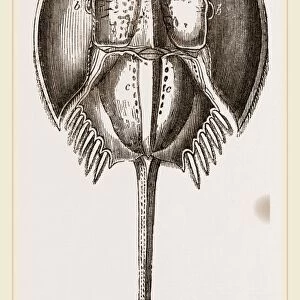 Limalus Nolucanus