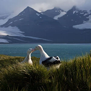 Snowy (Wandering) Albatross gamming