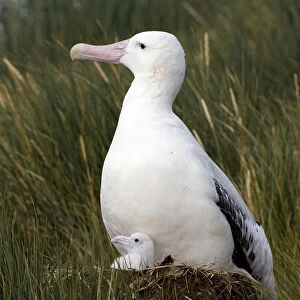 Snowy (Wandering) albatross on its nest