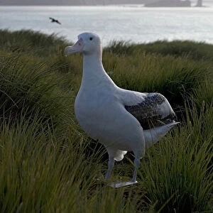 Snowy (Wandering) Albatross standing in colony