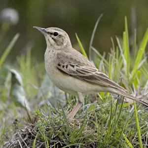 Tawny Pipit standing on the ground, Anthus campestris