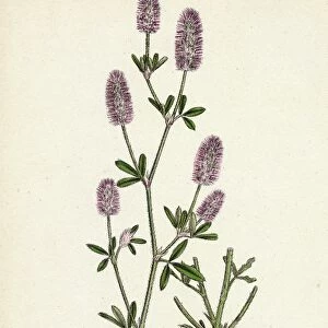 Trifolium arvense; Hare s-foot Trefoil