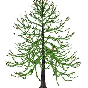 Araucaria prehistoric tree