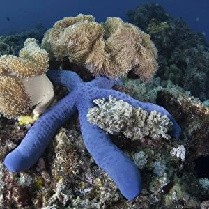 A blue starfish clings to a coral reef in Indonesia