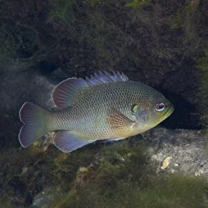 Green Sunfish swimming along the rocky bottom of Fanning Springs, Florida