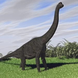 Large Brachiosaurus in an open field