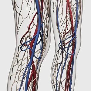 Medical illustration of arteries, veins and lymphatic system in human legs