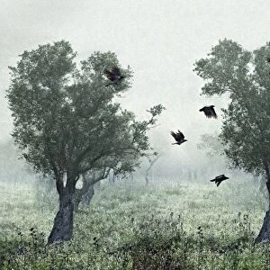 Crows in the mist