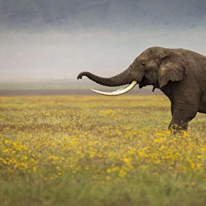 Elephant during safari