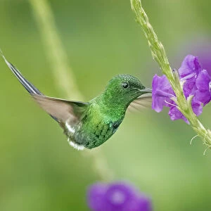 A fueling hummingbird