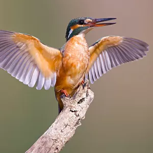 Green Backed Kingfisher