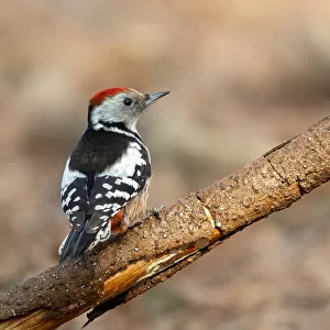 Little Woodpecker