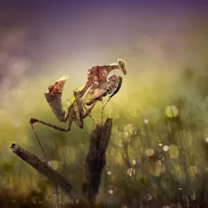 Mantis in Colorful World