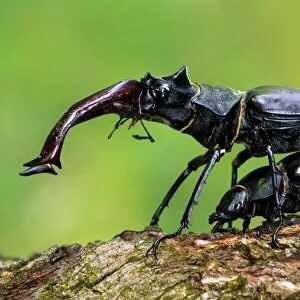 Stag beetle mating