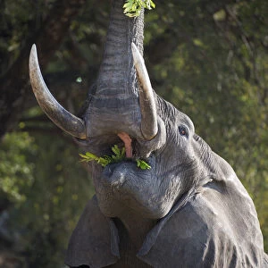 Adult bull African Elephant (Loxononta africana) reaching up to feed on foliage