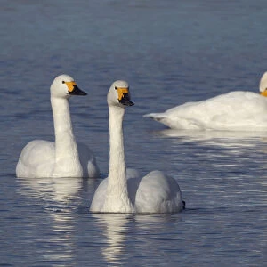Bewicks swan (Cygnus columbianus bewickii) adults swimming on a marshland pool