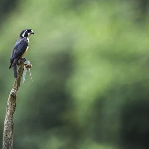 Black-thighed falconet (Microhierax fringillarius) male, Malaysia. With dragonfly prey