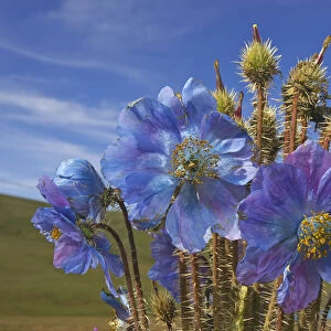 Blue poppy (Meconopsis horridula) Sanjiangyuan National Nature Reserve, Qinghai