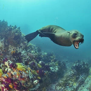 Brown fur seal / Cape fur seal (Arctocephalus pusillus), Western Cape, South Africa