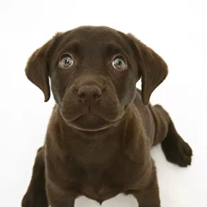Chocolate Labrador Retriever puppy, sitting and looking up