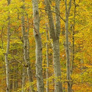 Common beech (Fagus sylvatica) woodland in autumn, Cairngorms National Park, Scotland