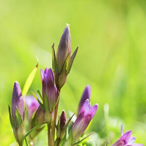 Early or English gentian (Gentianella anglica) a scarce plant, endemic to England