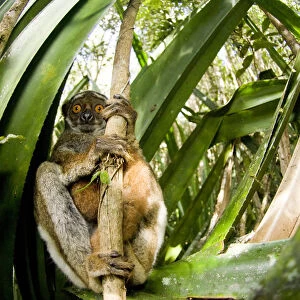 Eastern woolly / avahi lemur (Avahi laniger) clinging to branch, Andasibe-Mantadia National Park