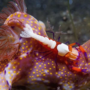 Emperor shrimp (Periclemenes imperator) on a nudibranch (Ceratosoma sp. ) Lembeh Strait