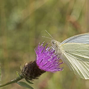 Female Green-veined white butterfly (Pieris napi) feeding on Black knapweed Sutcliffe